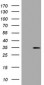 DDIT3 / CHOP Antibody (clone 3H7)